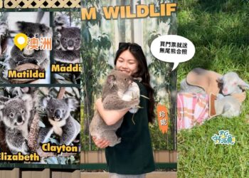 澳洲景點推薦 2026｜買門票就送無尾熊合照 在地人必去高CP值動物園 餵袋鼠、摸袋熊一次完成