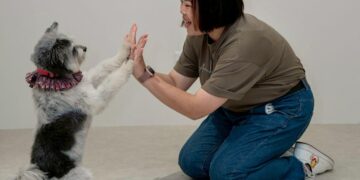 雙北寵物訓練 正向引導協助狗狗建立穩定生活規則