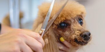 新莊寵物美容累積八年實務經驗 從愛犬命名到一對一照護 打造毛孩安心第二個家