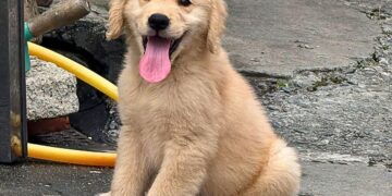 出差旅行狗狗誰照顧 苗栗大型犬住宿從活動空間到入住準備都有完整安排