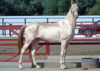 汗血馬古今異名，聽王振山的解說