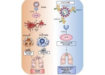 國衛院發現新冠病毒誘發血栓炎症的關鍵因子 有望降低新冠肺炎引起的血栓炎症及急性後遺症
