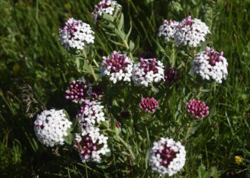 川西狼毒花也好，狠毒草也好，可以與見血封喉樹「媲美」比較