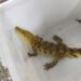 鱷鄰就在你身邊! 飼主疏縱鱷魚新北動保處開罰