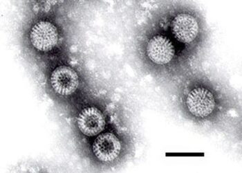「阮孫一直發燒拉肚子，怎麼辦? 」–小心得了「輪狀病毒合併沙門氏菌」