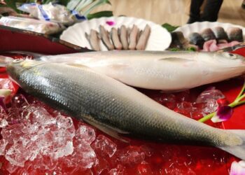 嘉義縣布袋鎮虱目魚嘉年華「海派嘉鄉味」千人饗宴強勢回歸26日在高跟鞋教堂重磅登場