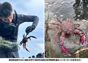外來種「武裝雙棘蟹」現蹤南臺灣 國海院持續研究中