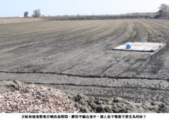 文蛤養殖池的膠筏躺在池底幹什麼？