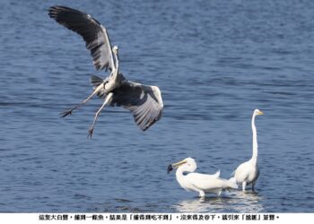 厚顏無恥的搶匪，蒼鷺搶劫大白鷺