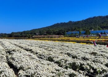 2023苗栗銅鑼杭菊生活節 11月18、19日盛大登場