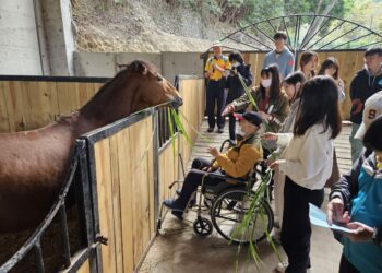 馬匹治療 – 讓參觀馬場，陪伴行動不便老人與馬匹互動