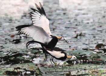 美濃湖水雉復育園區 近距離觀賞凌波仙子