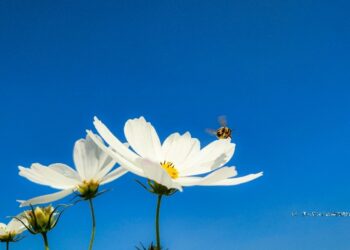 冷氣團報到 嘉義市遍地白雪 原來是白色大波斯菊盛開