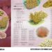 海洋生物圖鑑第四冊《臺灣百種海洋生物-珊瑚》重磅登場!一同揭開海洋瑰寶珊瑚神秘面紗