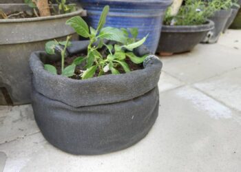 剪下褲管當花盆-舊物利用，勤儉又有美感，有創意