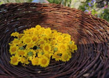 是油菊，不要聽成郵局 -泡茶新寵兒「油菊花茶」