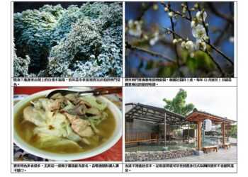 絕美聖誕仙境再現六龜寶來！聖誕初雪「白雪木」盛開迎遊客，賞花、泡湯、美食一次滿足