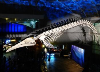 歷經近四年的精心整理   藍鯨於海生館開展重生