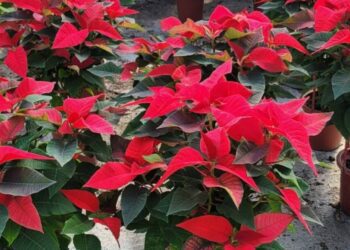 迎接聖誕  新北景觀處提供養護聖誕紅撇步