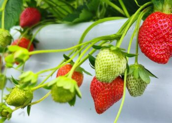 大湖草莓文化季啟動　鍾東錦盼大湖與草莓劃上等號