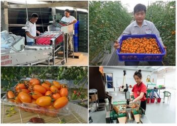 高雄農企孵育計畫來給力  蕃茄青農突破生產與銷售瓶頸