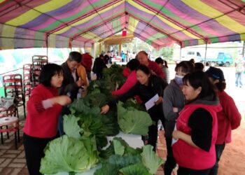 聽過「比賽高麗菜嗎」？嘉義縣仁和社區比賽高麗菜 同場加映冬至搓湯圓派對