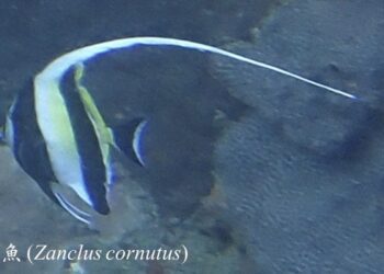 水下拍攝捕捉到神仙魚身影 蝙蝠洞海域紀錄到38種海洋生物