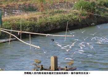 冬候鳥入侵內陸的養殖魚塭打劫搶魚飼料