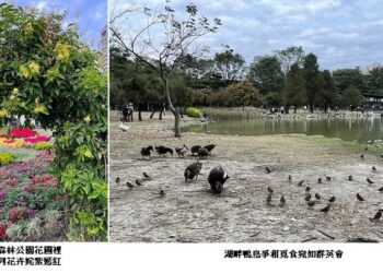 觀賞公園中花鳥水禽小犬 怡然自得亦是年節一樂