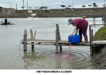 為打造生態養殖示範場域 海洋局至彌陀區漁會發放複合光合菌