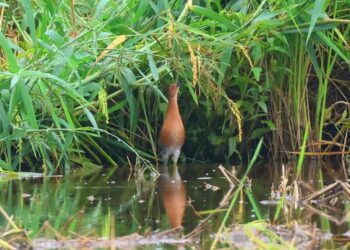 全球僅200多筆紀錄 田寮洋全臺唯一紀錄到斑脇秧雞