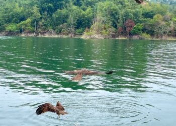 曾文水庫追景好時機 老鷹龍捲風超吸睛