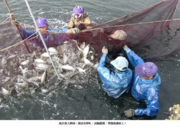 辛苦的捕魚工 經常被虱目魚撞到鼻青臉腫兼青暝腦震盪