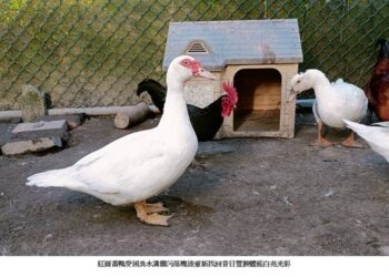 紅臉番鴨受困新莊汙水大排全身髒污落魄，新北動保員日日追蹤終獲救