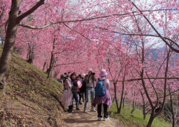 司馬庫斯賞櫻季一日遊交通總量管制措施 1月15日起線上預約申請通行證