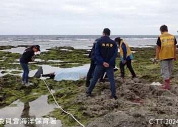 海保署嚴正譴責綠島稀有鯨豚遭割肉事件  呼籲民眾協助破案獎勵金最高20萬元