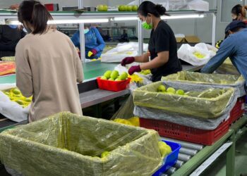 2024年屏東蜜棗鮮採集貨進行低溫檢疫 1月下旬外銷日本批發市場