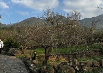 台南楠西梅嶺梅花開假日車潮多