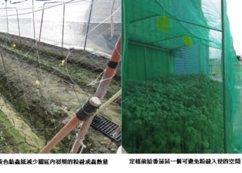 露天小果番茄瘋欉真棘手 導入IPM管理強化防治效果