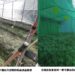 露天小果番茄瘋欉真棘手 導入IPM管理強化防治效果