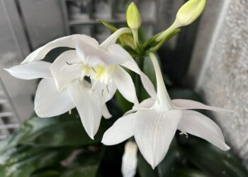 南美水仙，竟然有個「百合」異名，更驚艷的是教授為此作《元曲》