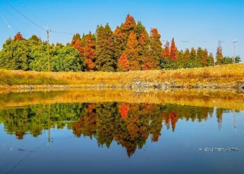 嘉義民雄寶珠湖旁油菜花與落羽松輝映 青綠稻田「1滴橢圓淚」網讚：好美