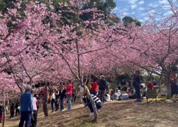 高雄桃源櫻花大爆「花」 世外「桃源」 布農網紅遊仙境之旅