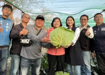 二崙鄉巨無霸高麗菜熟成　開放消費者「採」購