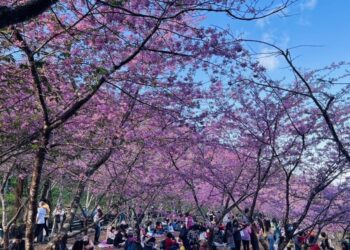 桃粉色遍佈滿山！美不勝收！ 寶山櫻花吸引上千遊客賭風采