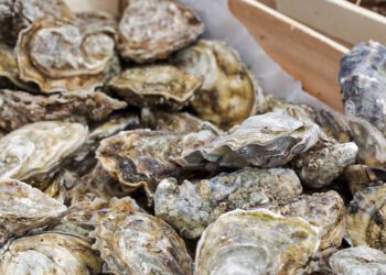 強化邊境及市售端牡蠣抽驗 以確保漁民及消費者權益