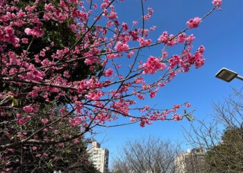 汐科火車站旁 城市中的水岸賞櫻步道-康誥坑溪櫻花大道