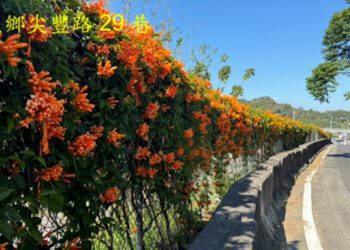 苗縣多處炮仗花開逾五成 邀您遊賞「環保鞭炮」