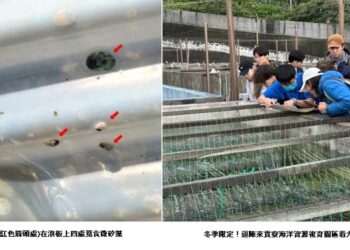 寒假限定!貢寮海洋資源復育園區看九孔寶寶!