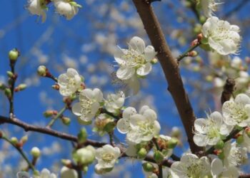 奇岩綠地白梅傲雪 冬陽賞梅人生一樂